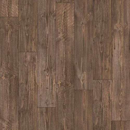 AUSTRALIAN PINE 7 (2)