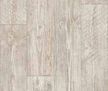 AUSTRALIAN PINE 1 (3,5)