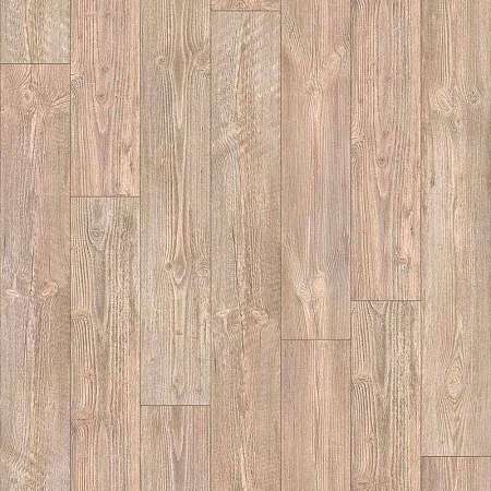AUSTRALIAN PINE 6 (2)