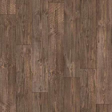 AUSTRALIAN PINE 7 (4)
