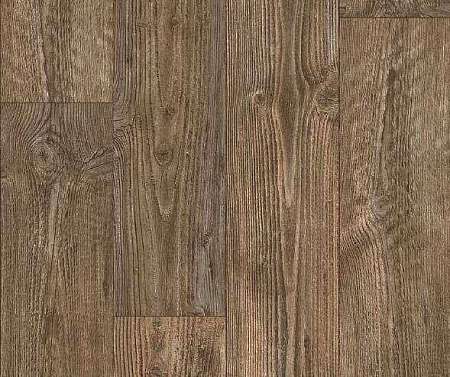 AUSTRALIAN PINE 3 (4)