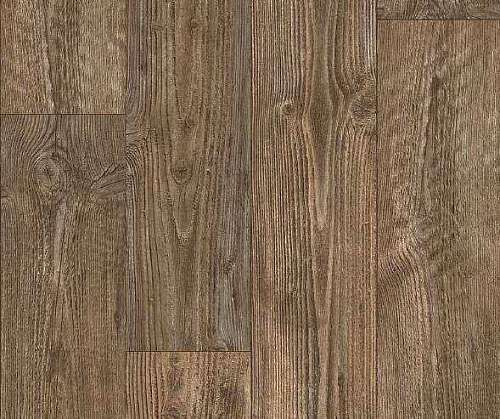 AUSTRALIAN PINE 3 (4)