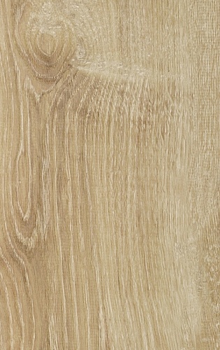 SM 621 Дуб Канарский